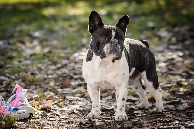 20181209 Isac Pinto Picture This Web 0209 1